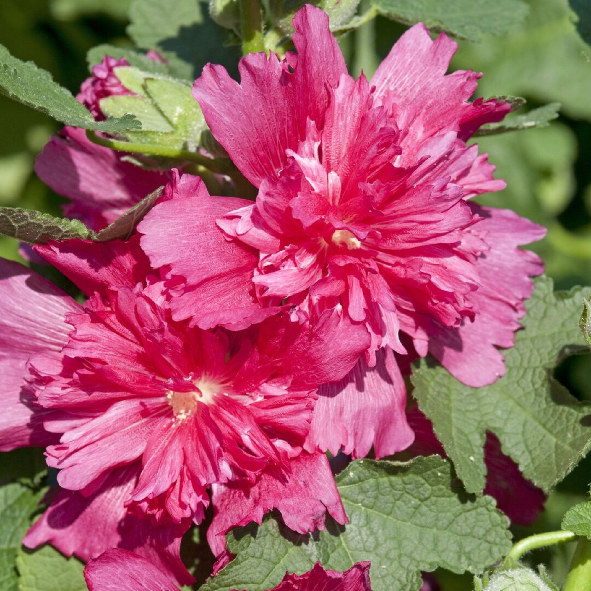 Gefülltblühende Stockrose 'Pleniflora'
