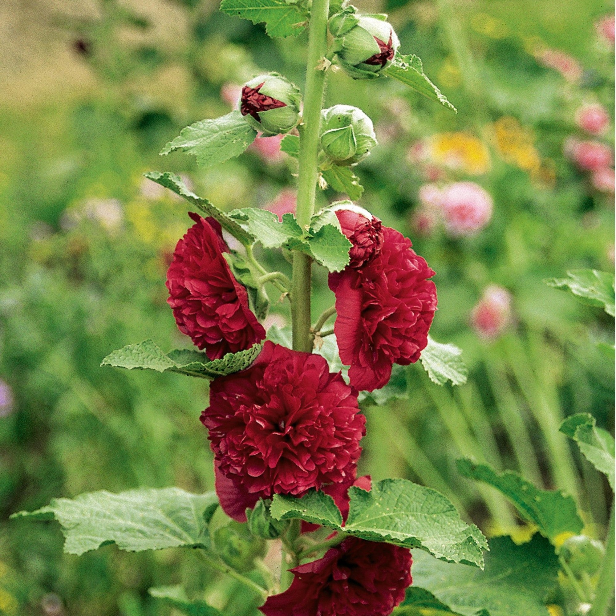 Gefülltblühende Stockrose 'Pleniflora'