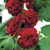 Gefülltblühende Stockrose 'Pleniflora'