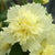 Gefülltblühende Stockrose 'Pleniflora'
