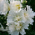 Gefülltblühende Stockrose 'Pleniflora'