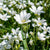 Filziges Hornkraut 'Silberteppich'
