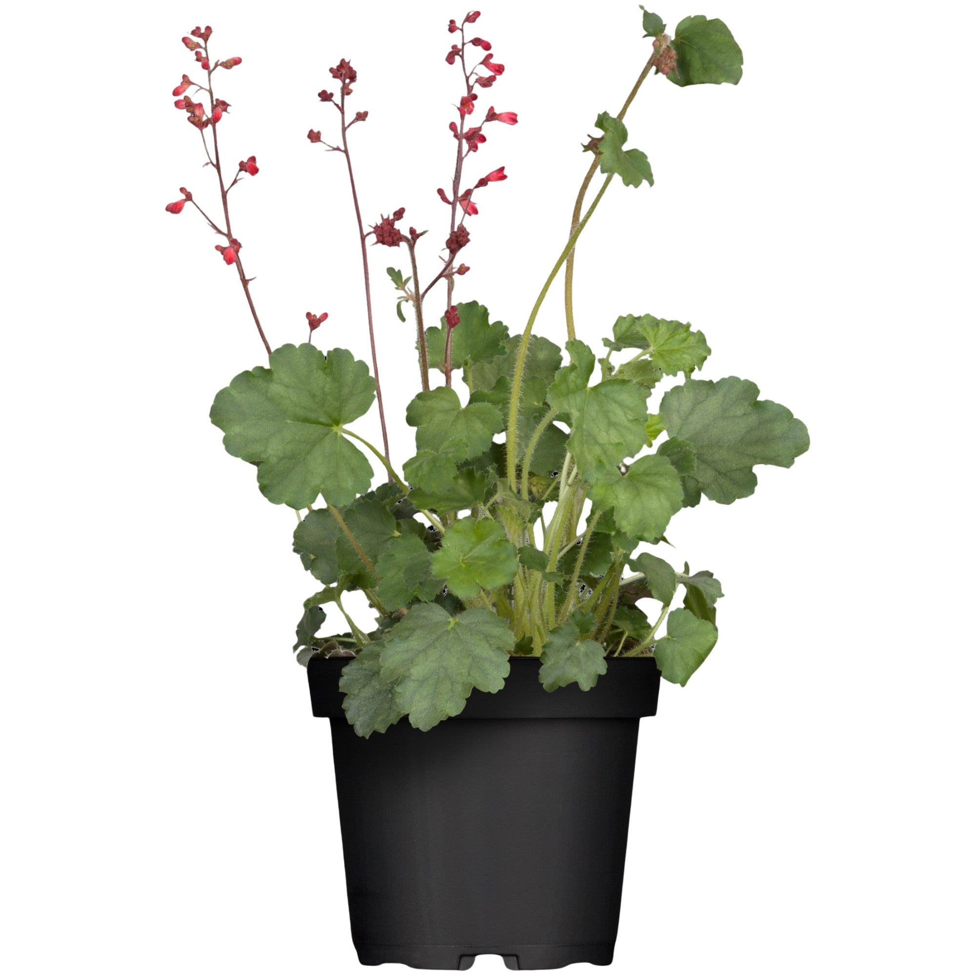 Purpurglöckchen 'Splendens'
