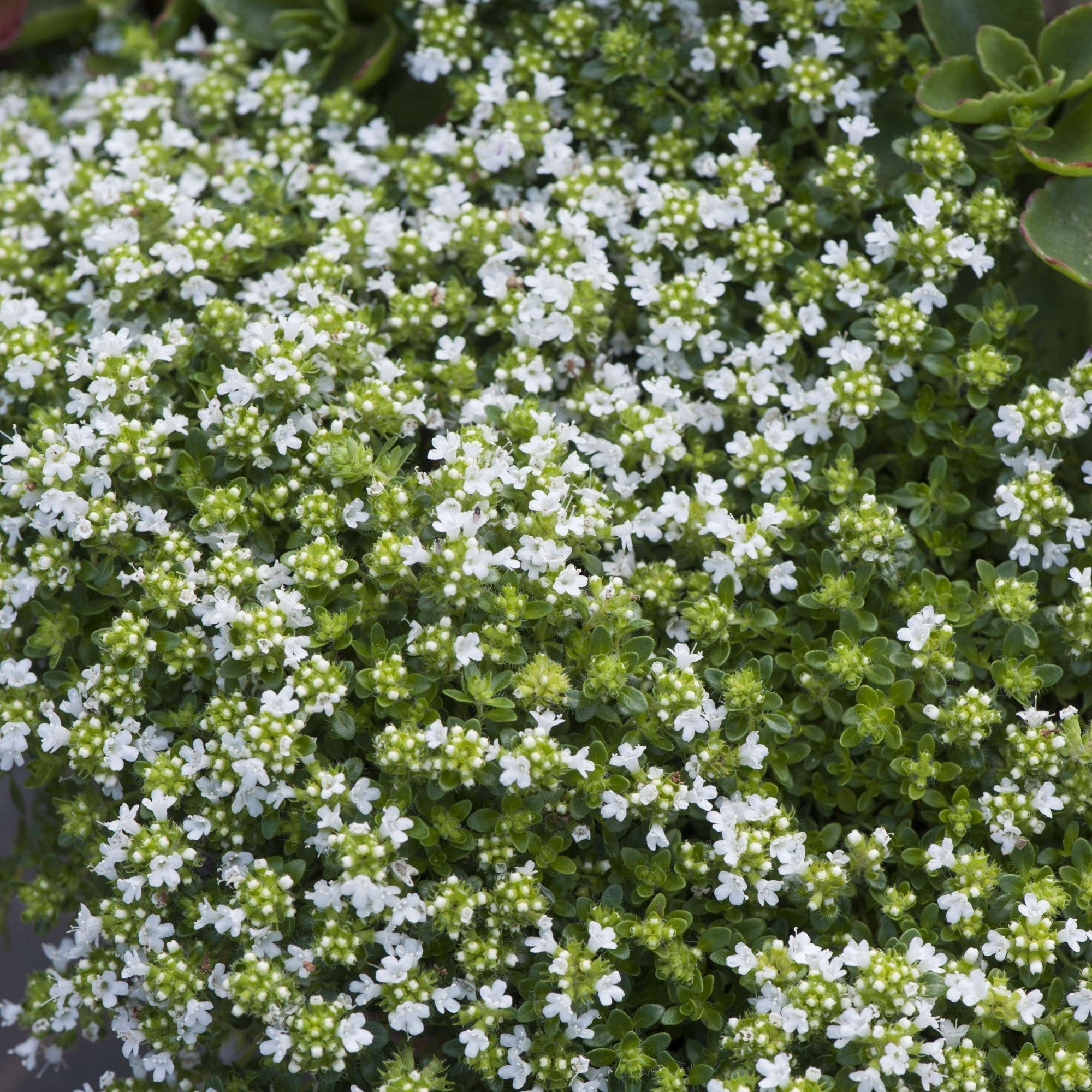 Weißer Sand-Thymian 'Albus'