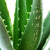 Bio-Aloe Vera 'Sweet'