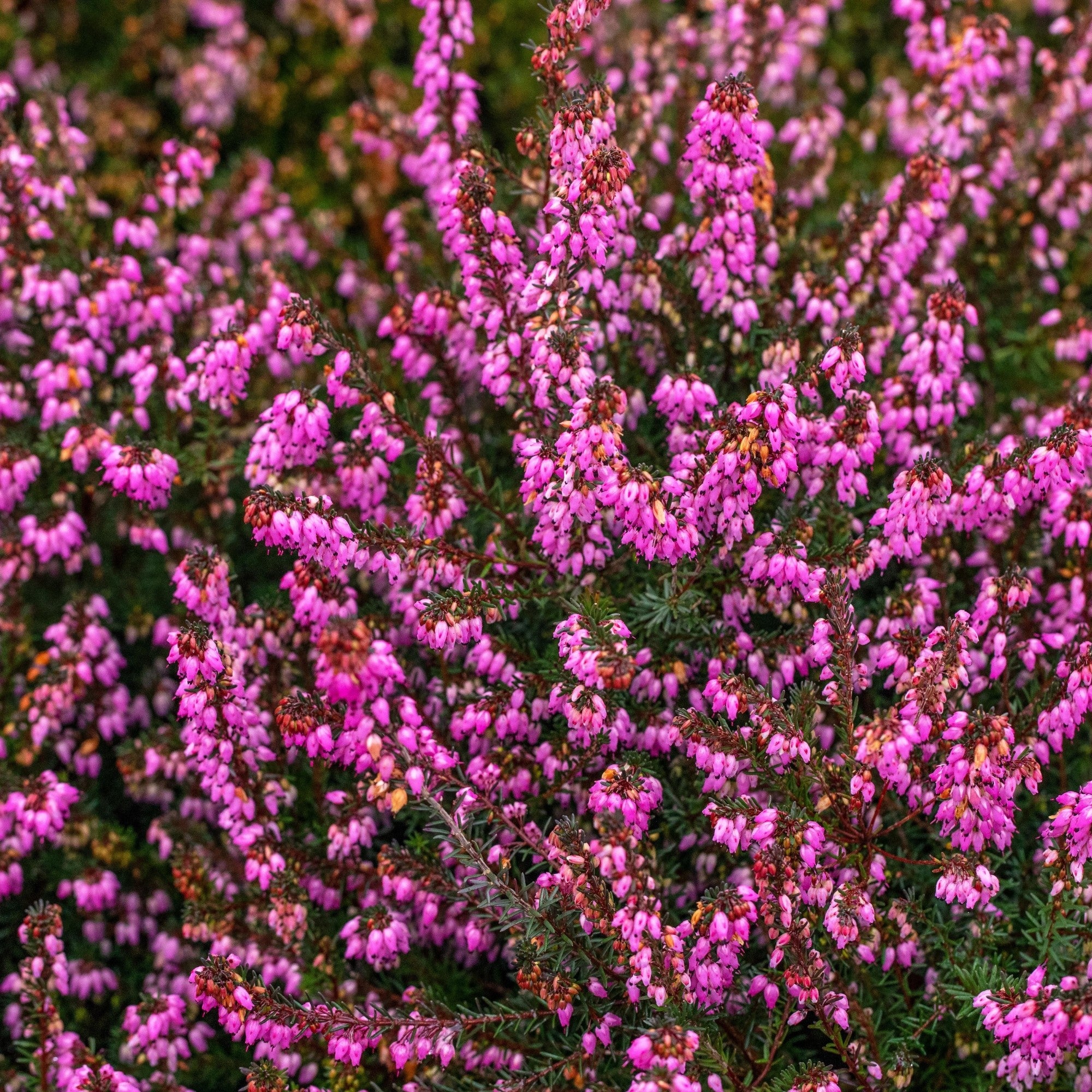 Winterheide
