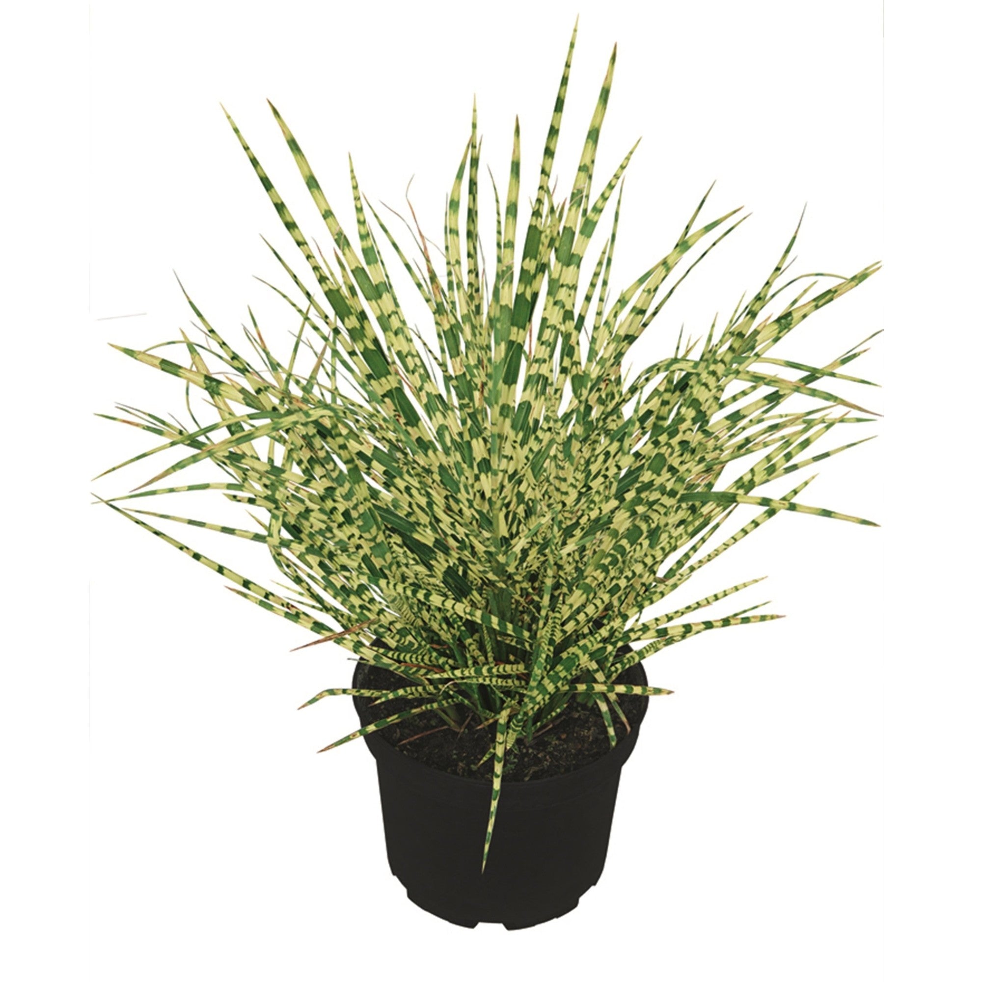 Chinaschlif 'Gold Breeze'