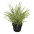 Chinaschlif 'Gold Breeze'