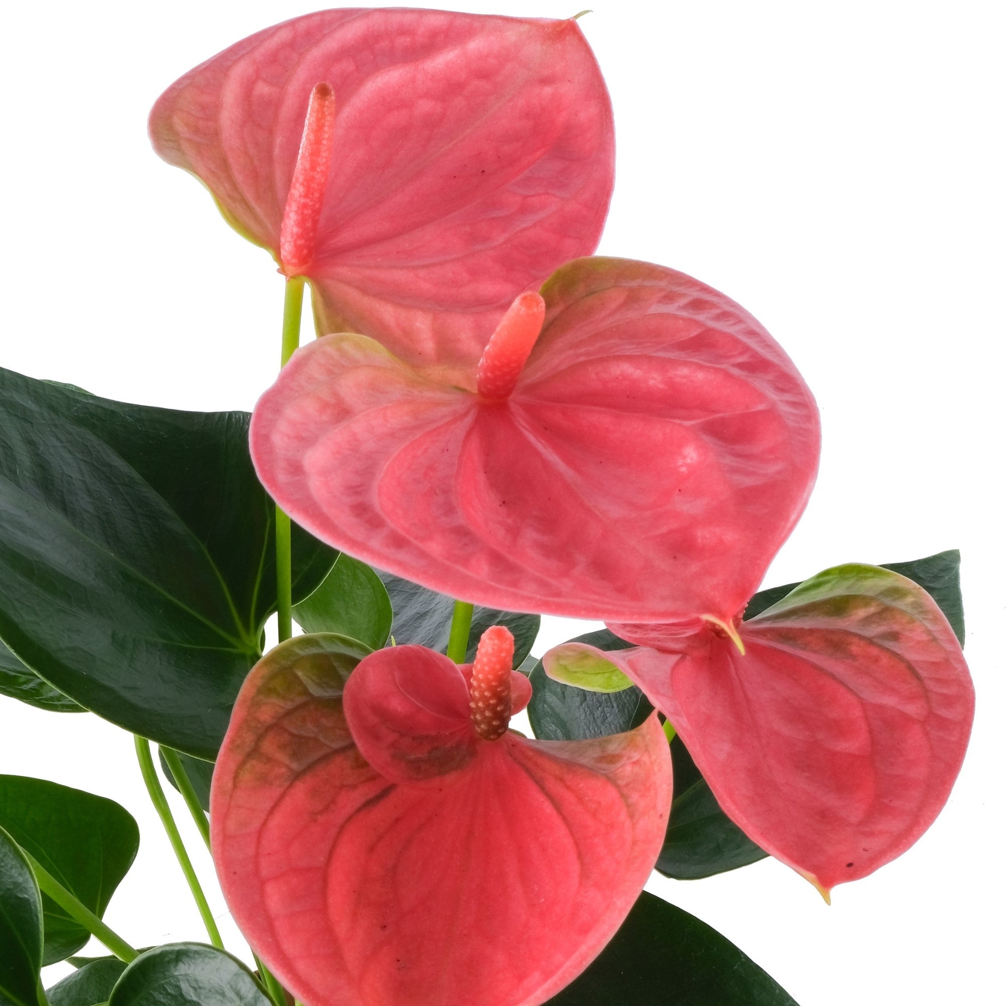 Flamingoblume 'Sweet Dream'