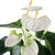 Flamingoblume 'Cocos'