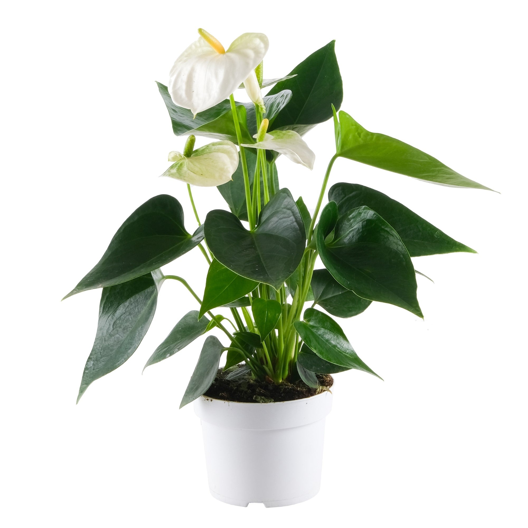 Flamingoblume 'Cocos'