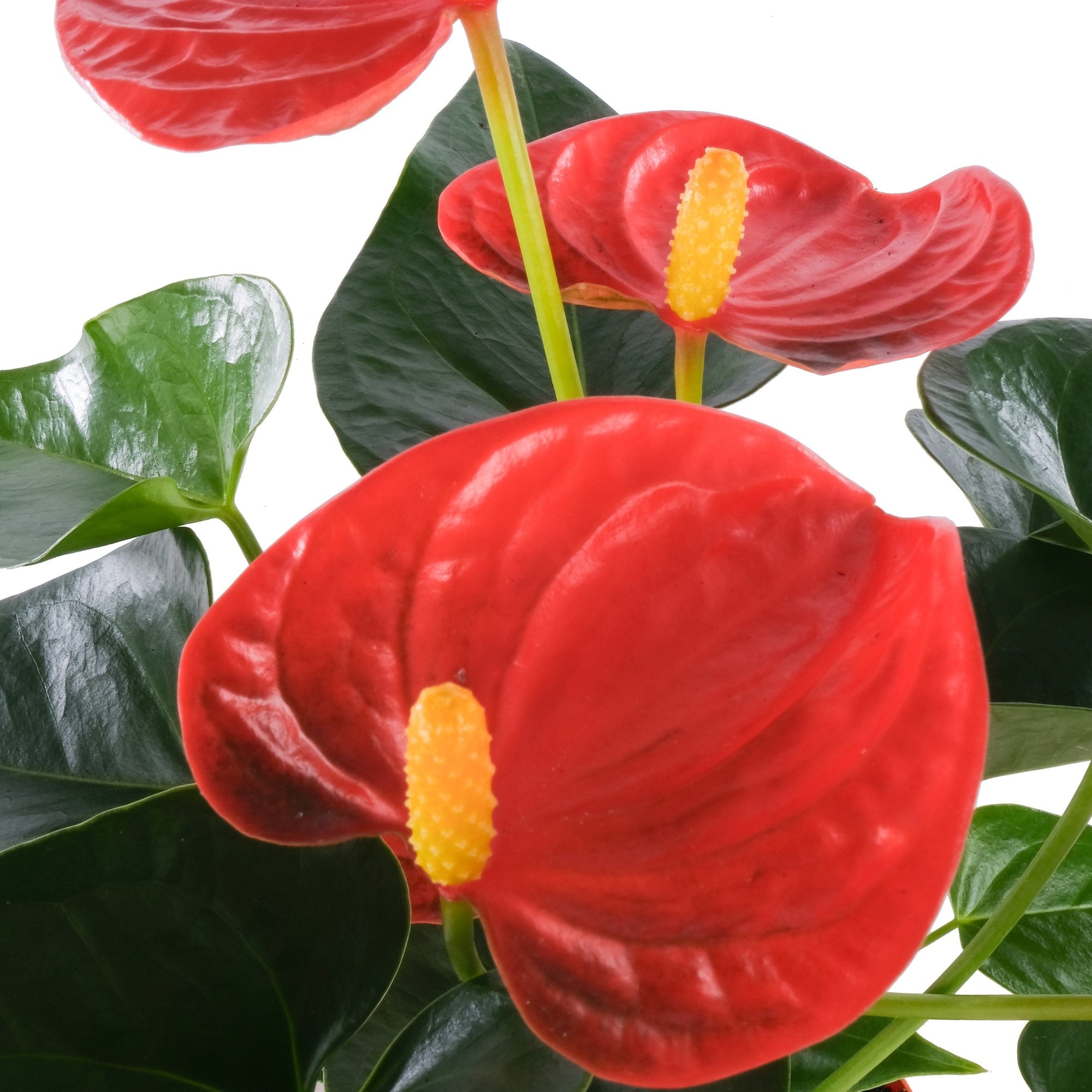Flamingoblume 'Solara'