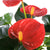 Flamingoblume 'Solara'