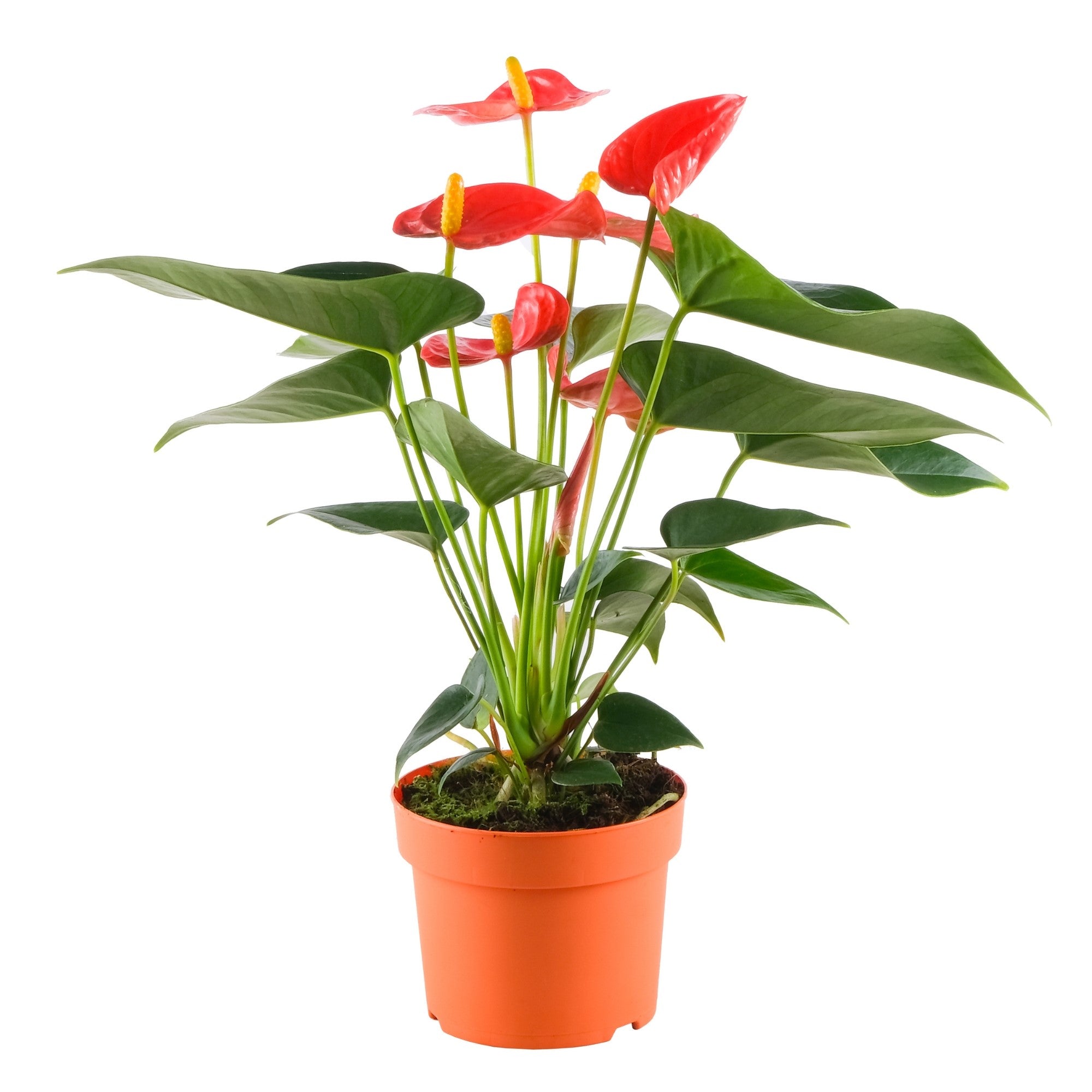 Flamingoblume 'Solara'