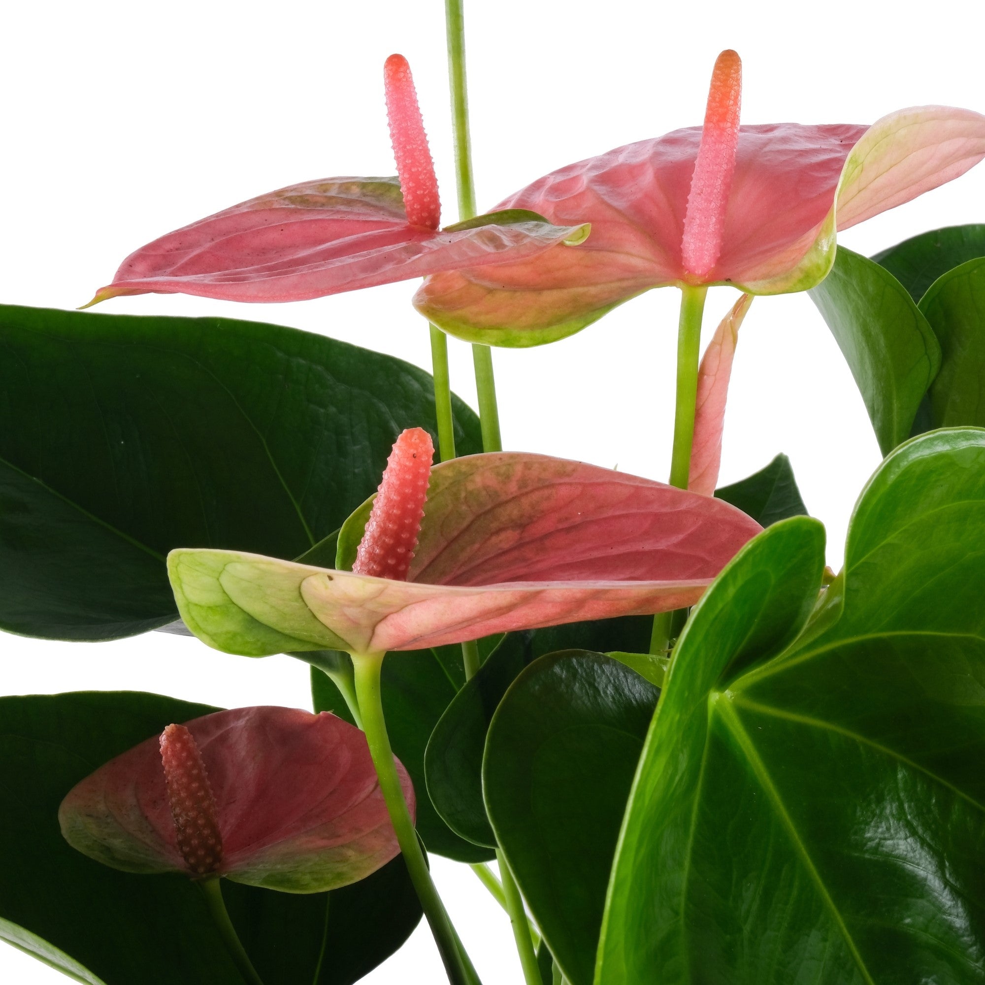 Flamingoblume 'Sweet Dream'