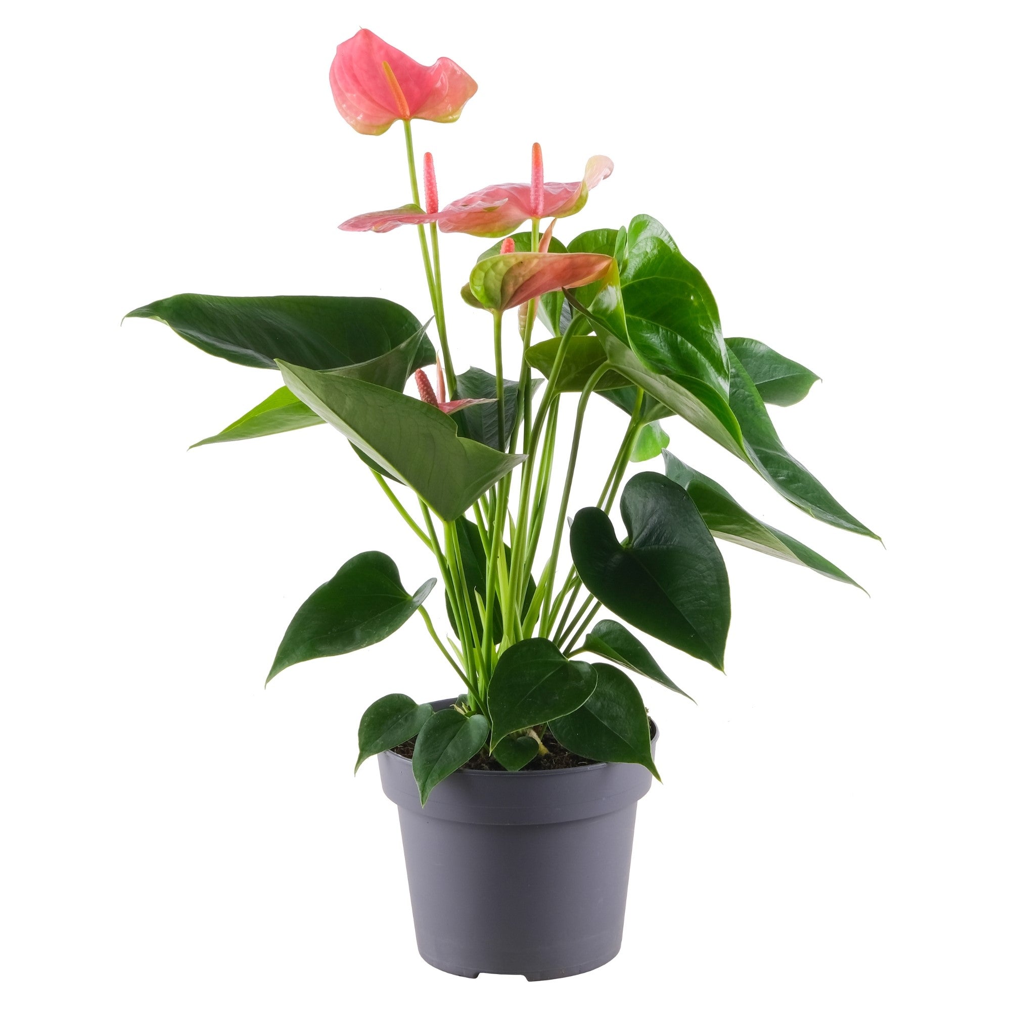 Flamingoblume 'Sweet Dream'