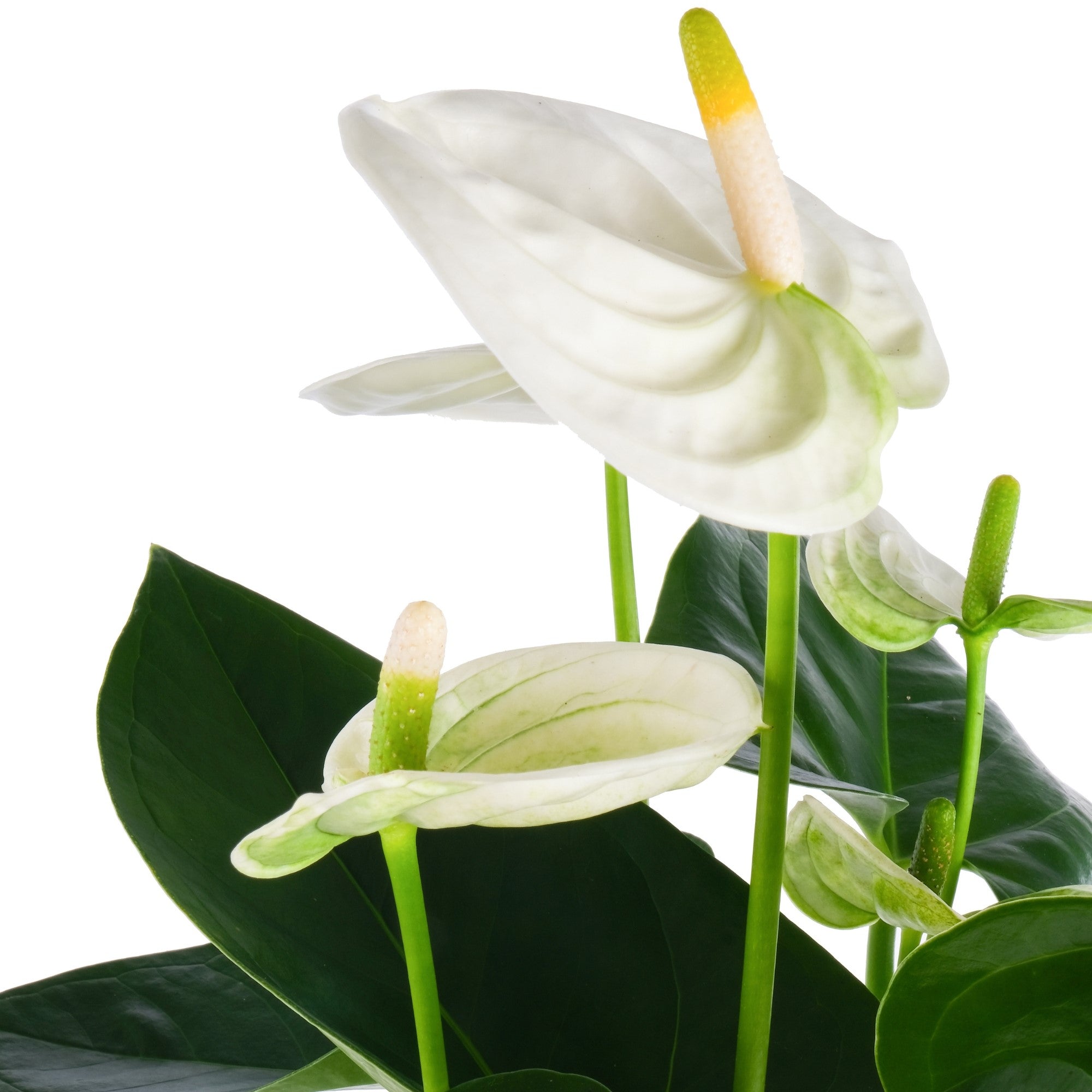 Flamingoblume 'Sierra White'