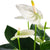 Flamingoblume 'Sierra White'