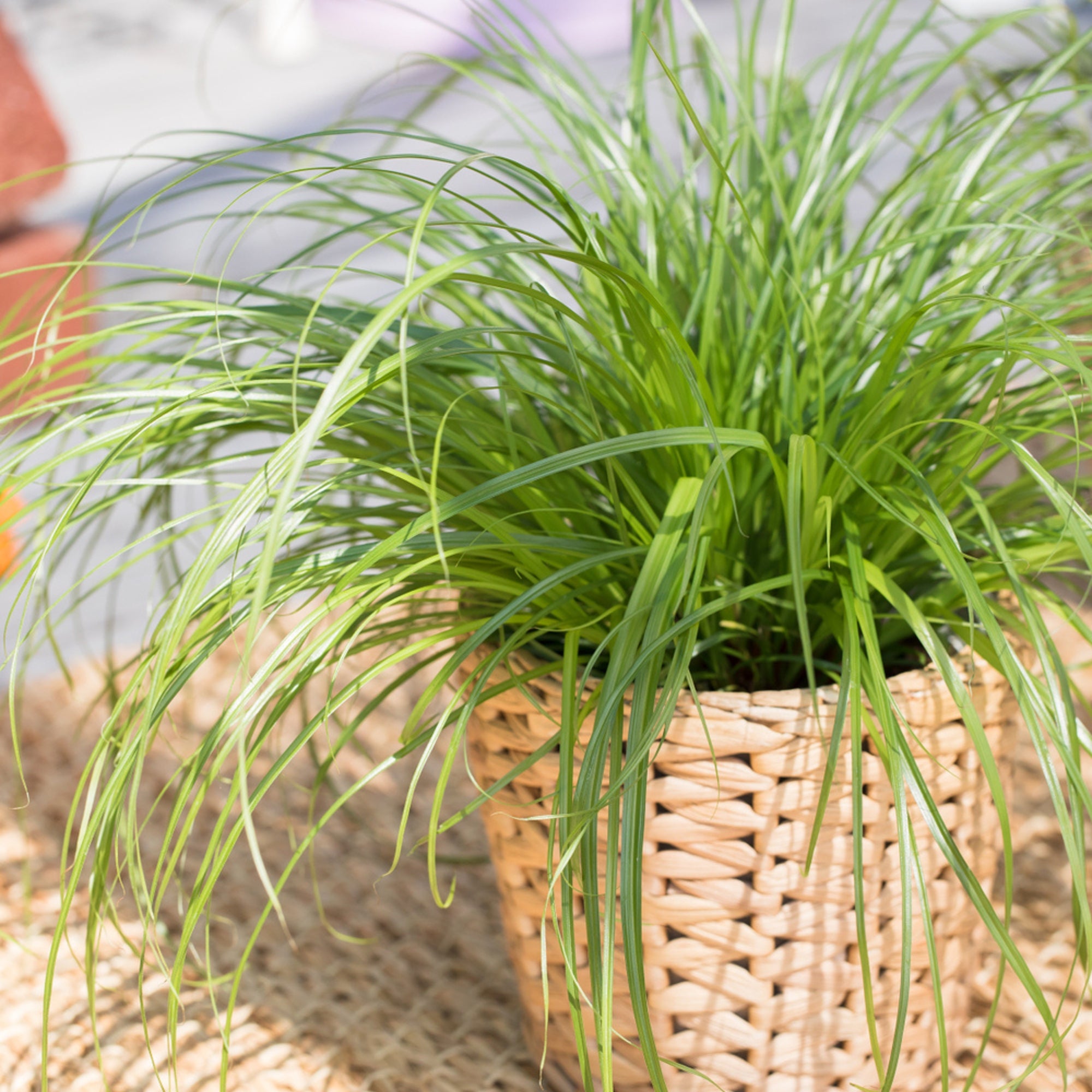 Katzengras 'Zumula', Tierfutter