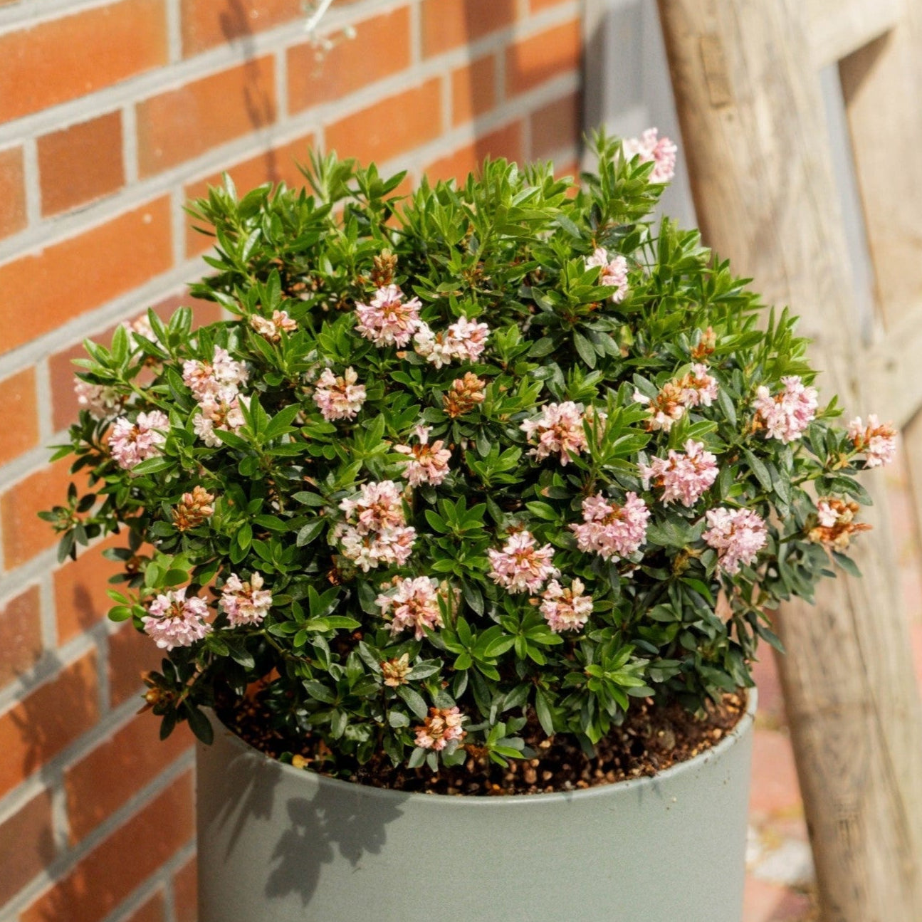 Buchsbaum-Ersatz 'Bloombux®' Kugel