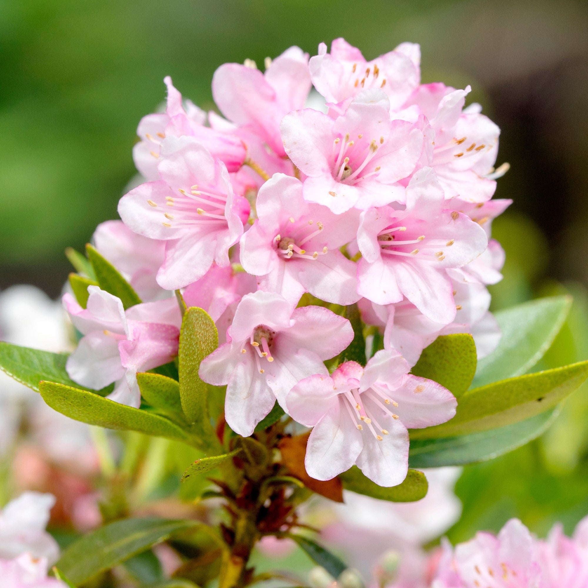 Buchsbaum-Ersatz 'Nugget by Bloombux®', 10er Set