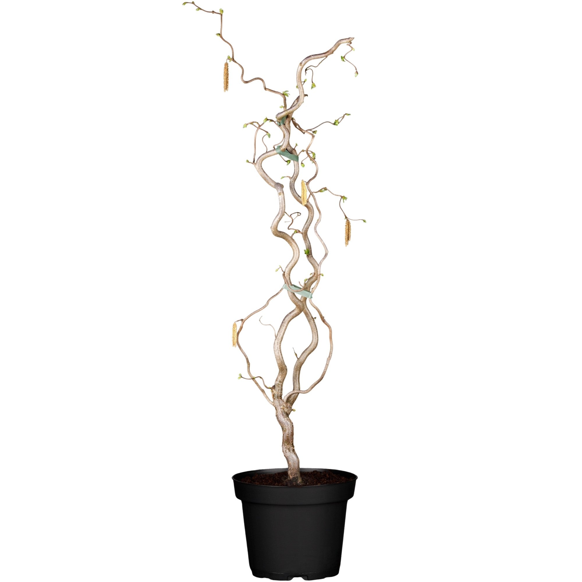 Korkenzieherhaselnuss 'Contorta'