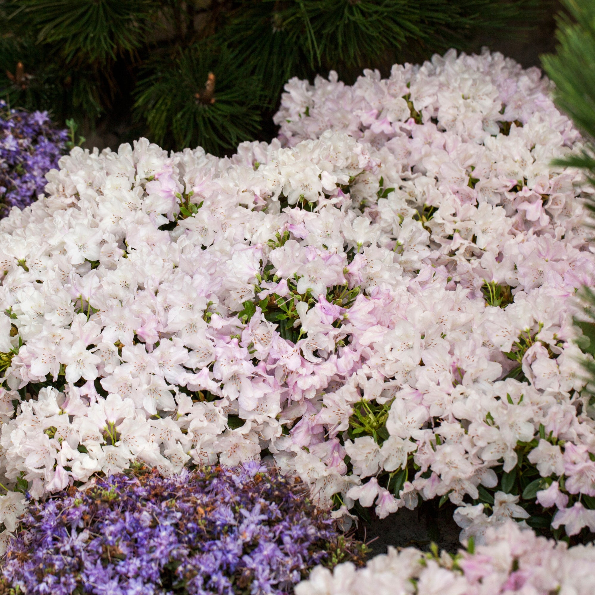 Rhododendron 'Robert Seliger'