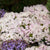 Rhododendron 'Robert Seliger'