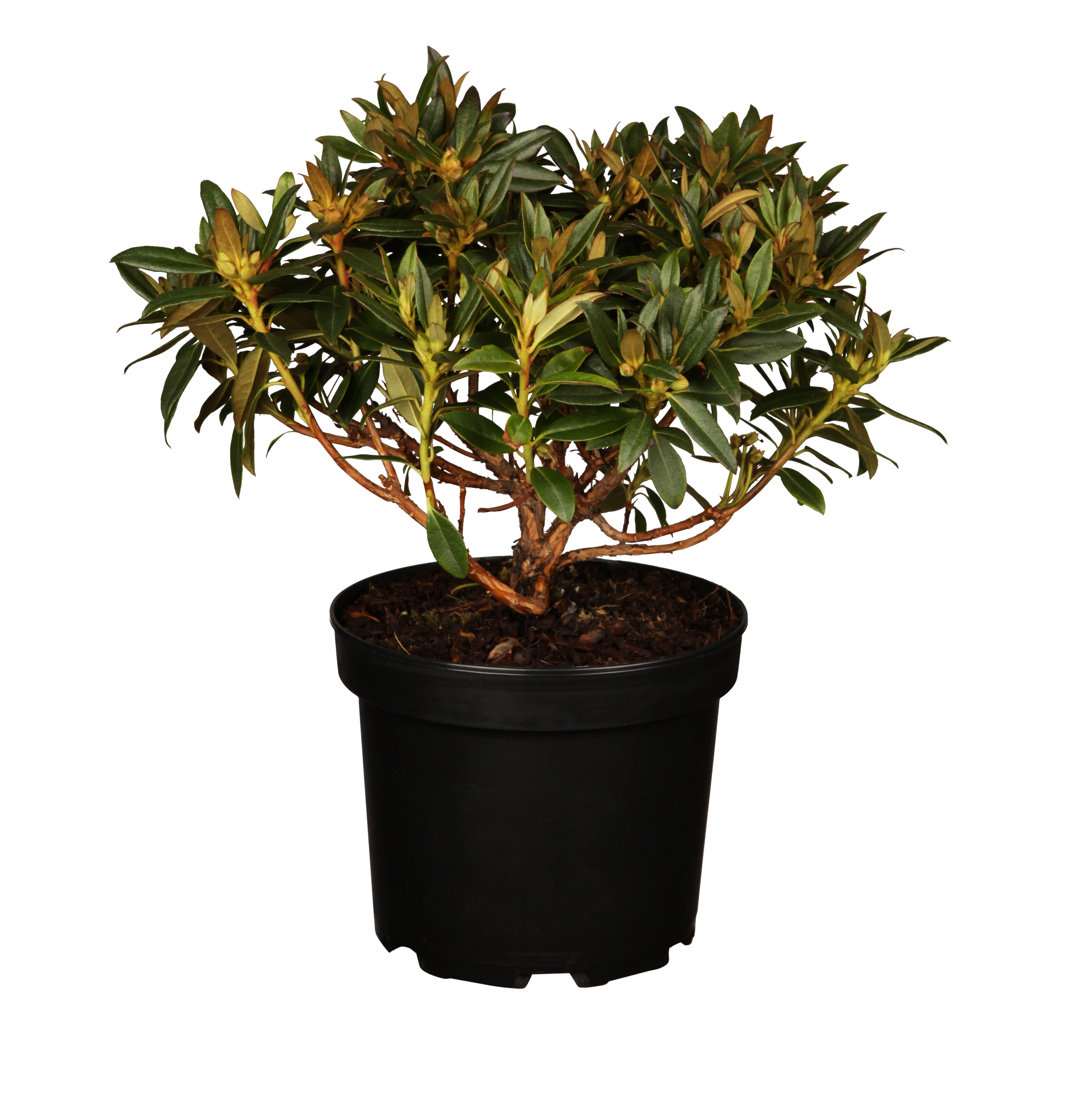 Rhododendron 'Robert Seliger'
