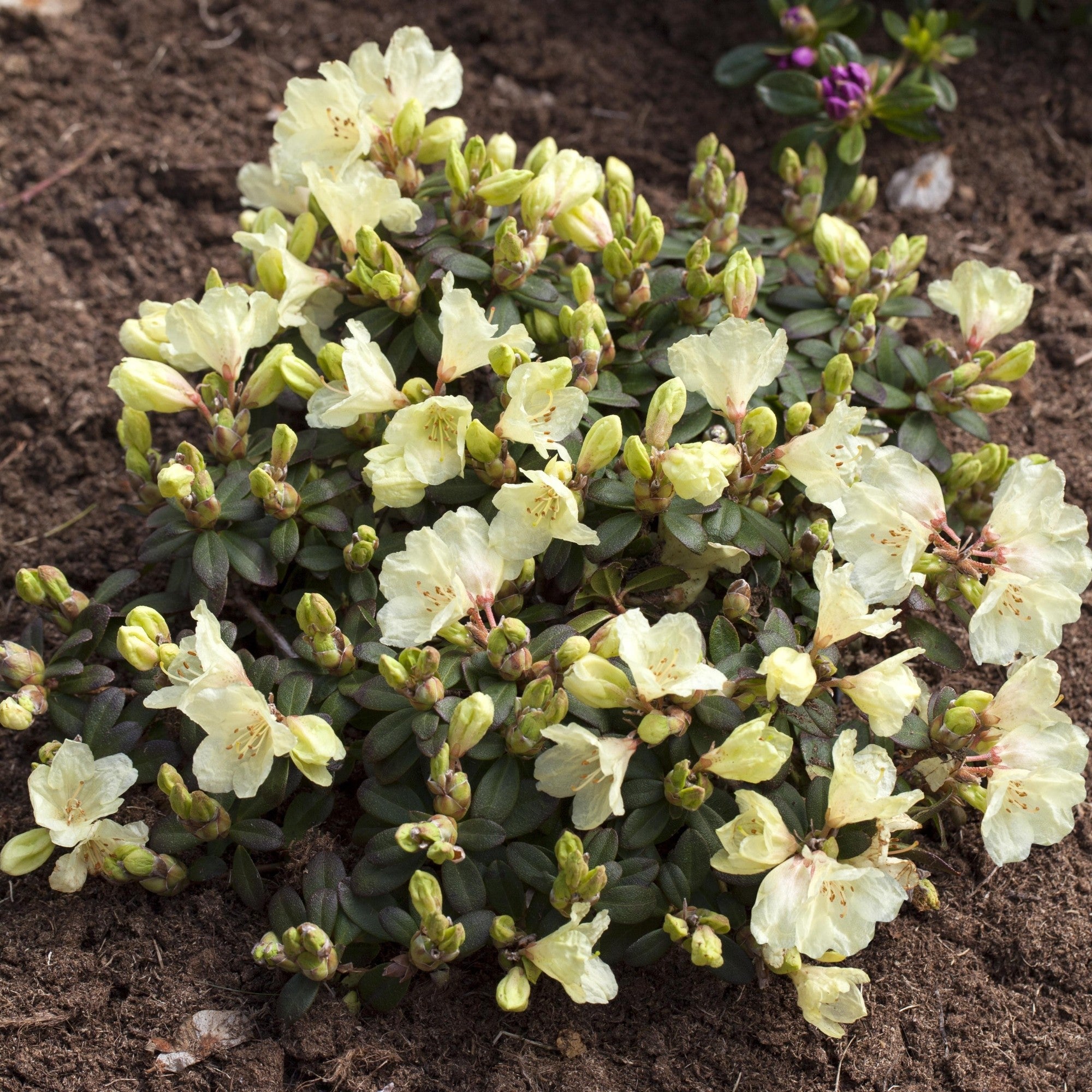 Rhododendron 'Wren'
