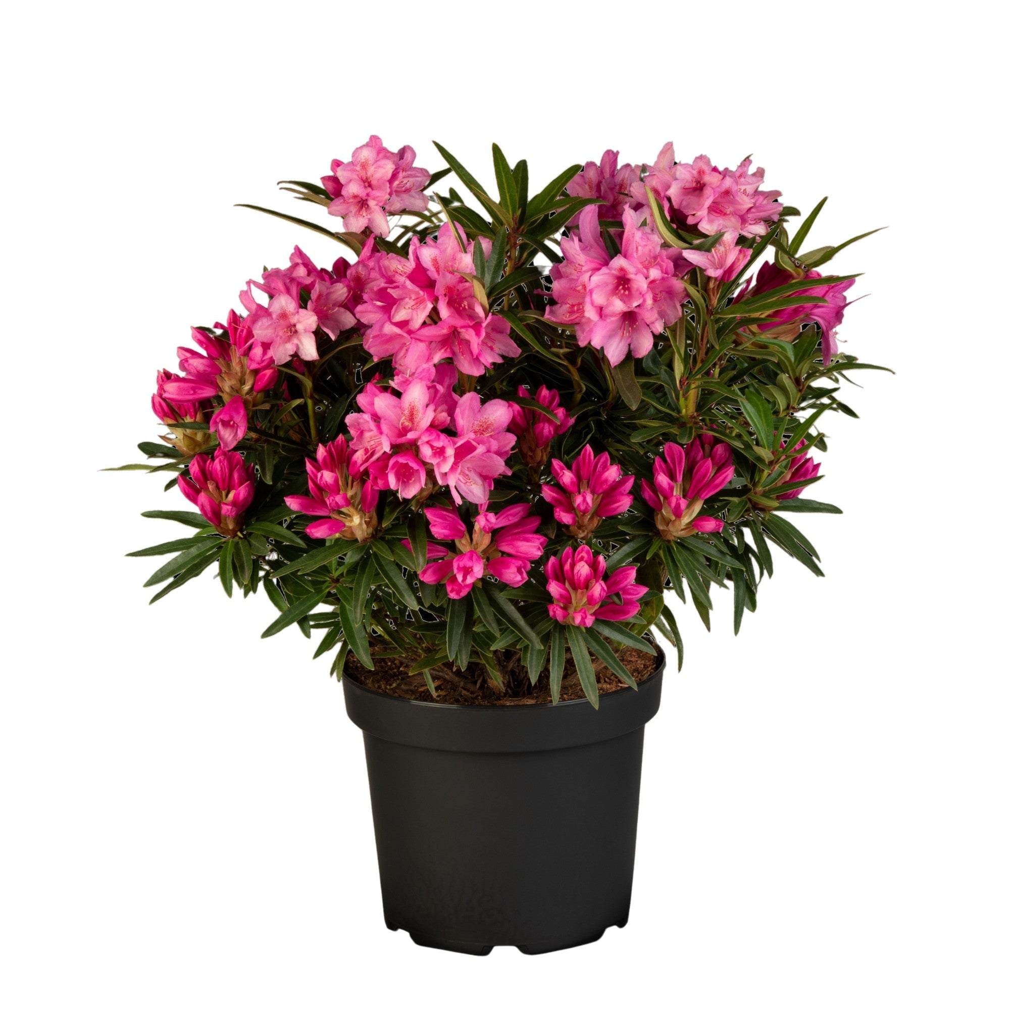 Rhododendron 'Graziella'