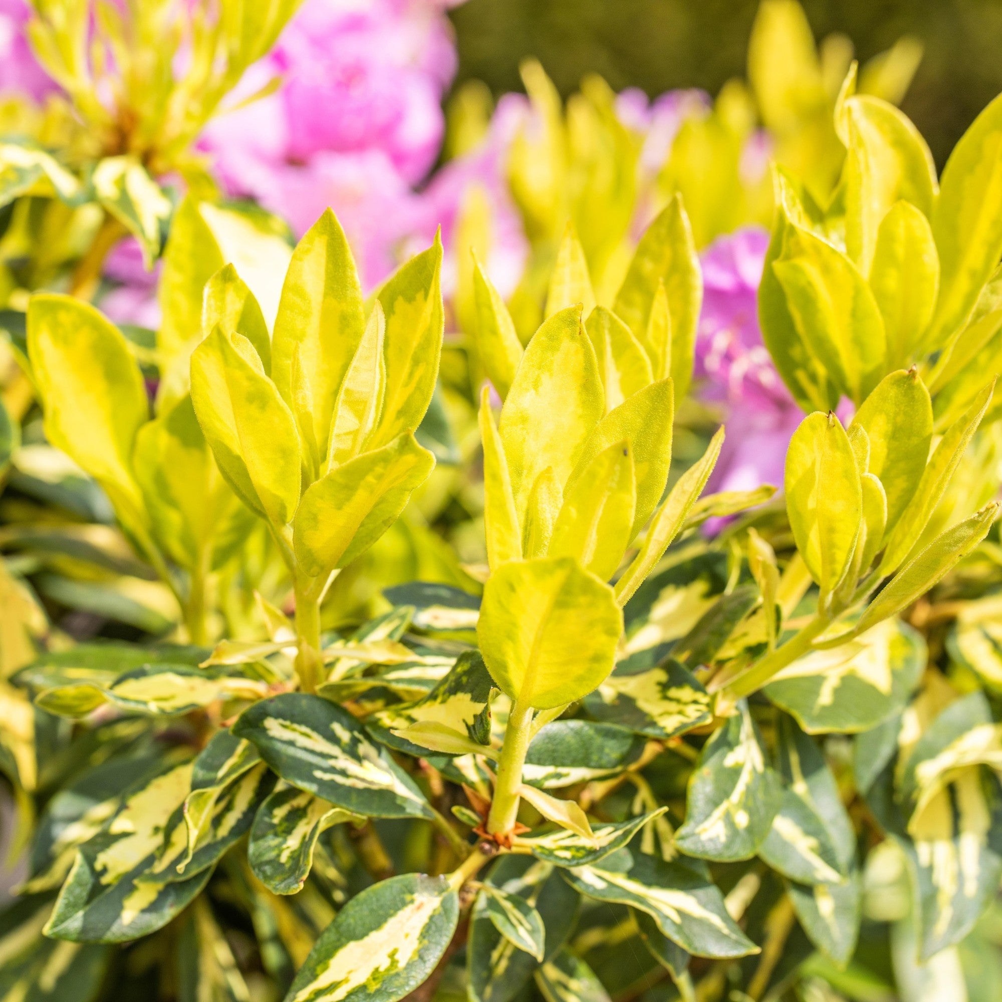 Rhododendron 'Goldflimmer'