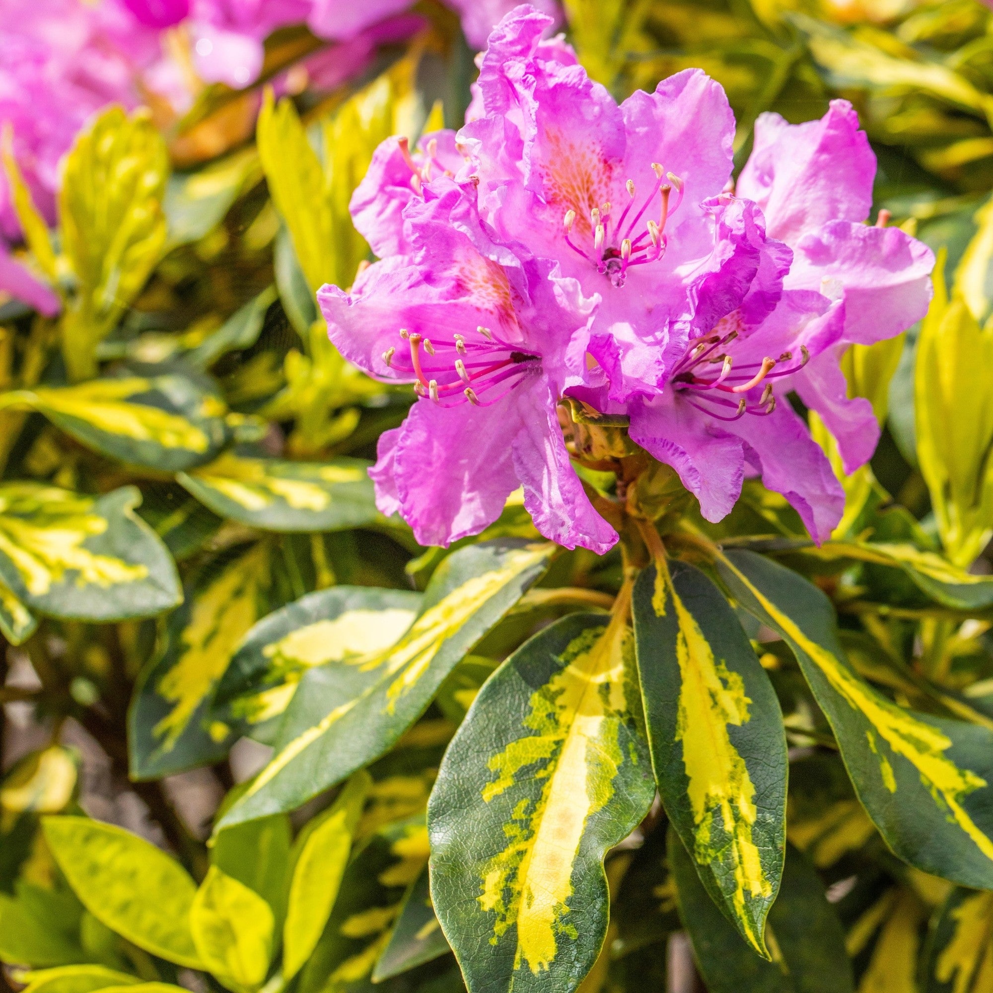 Rhododendron 'Goldflimmer'