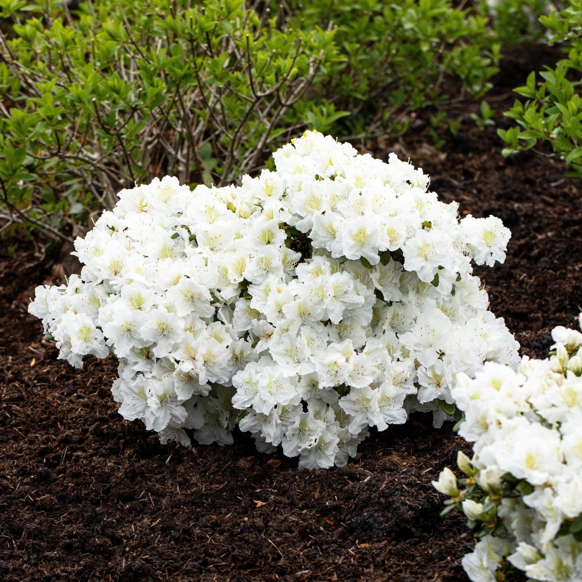 Rhododendron 'Cunninghams White'