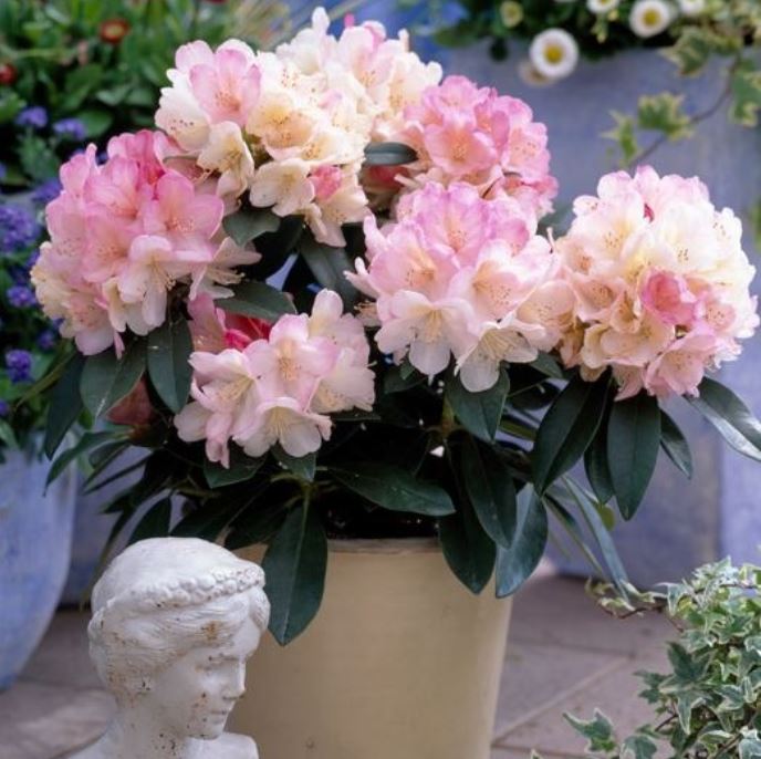 Rhododendron 'Percy Wiseman'