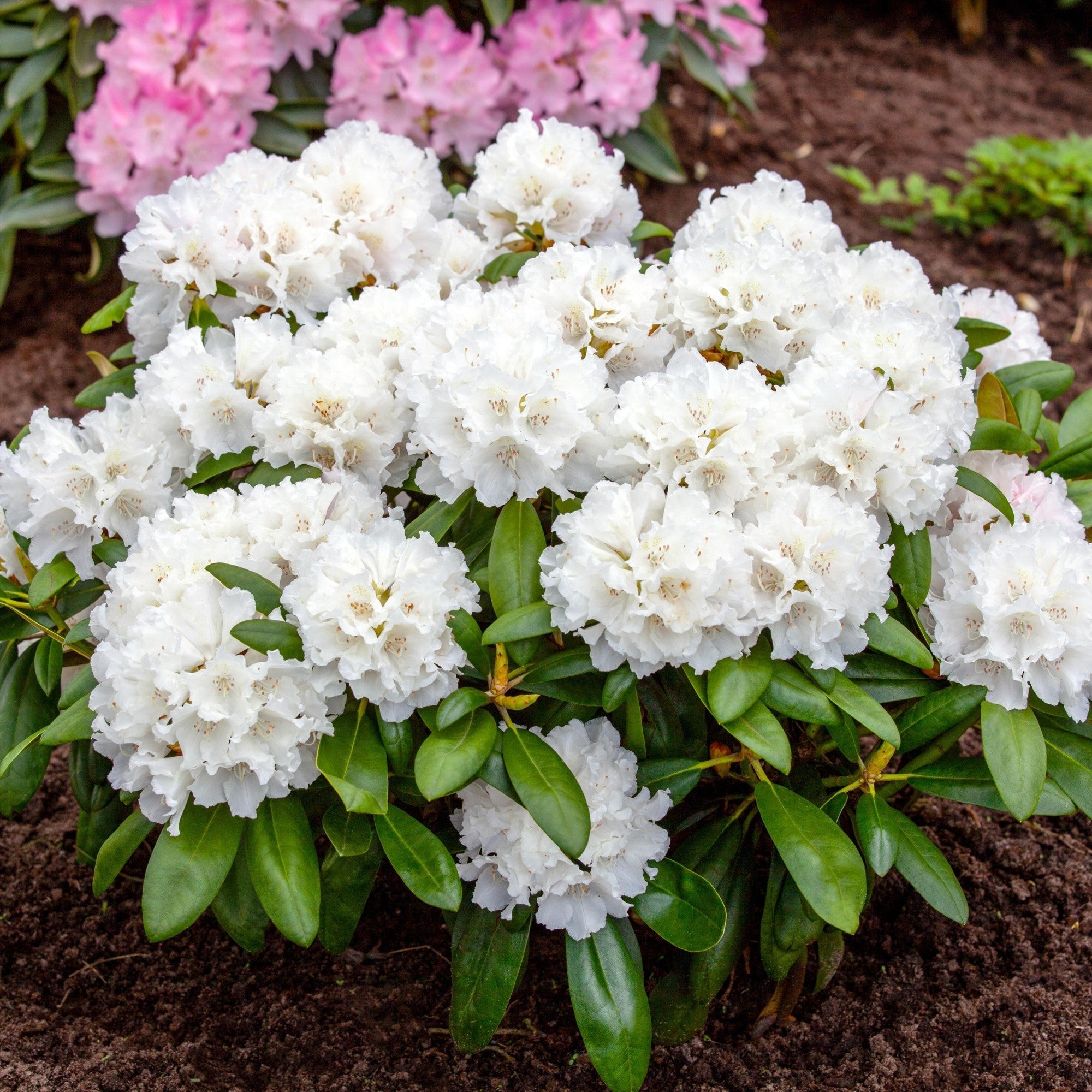 Rhododendron 'Schneekrone'