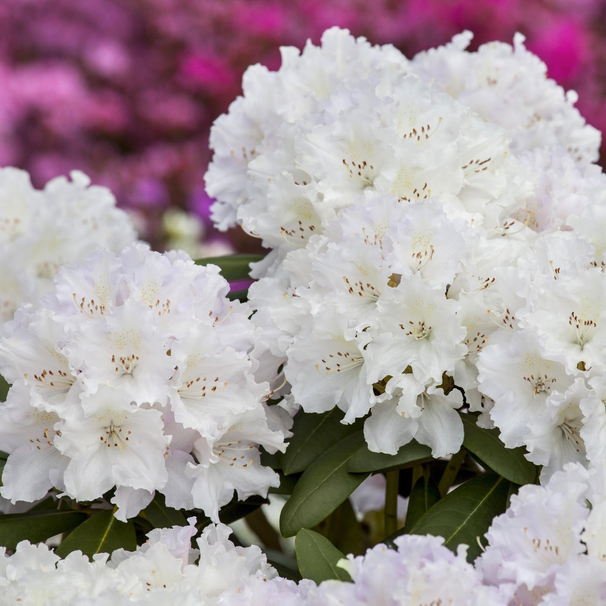Rhododendron 'Schneekrone'