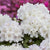 Rhododendron 'Schneekrone'