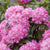 Rhododendron 'Kalinka'