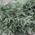Blauer Zwerg-Wachholder 'Blue Star'