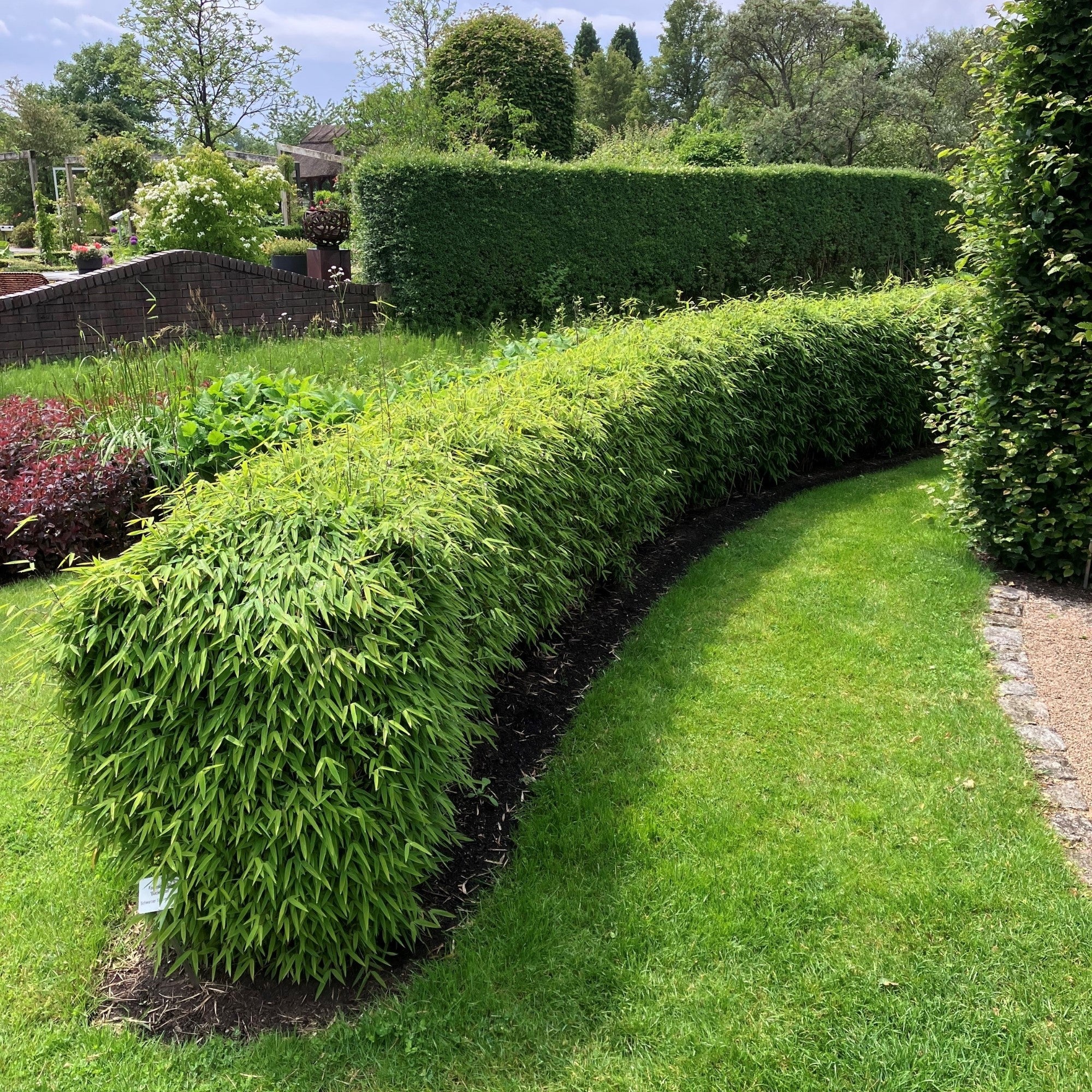 Gartenbambus 'Black Pearl'