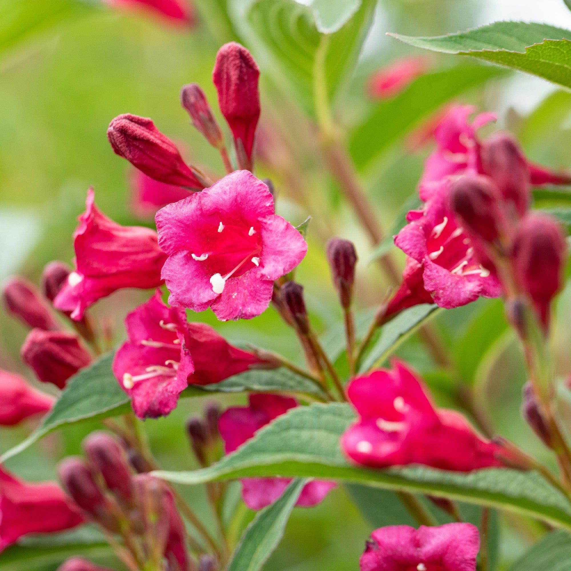 Weigelie 'Bristol Ruby'