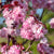 Japanische Nelkenkirsche 'Royal Burgundy'