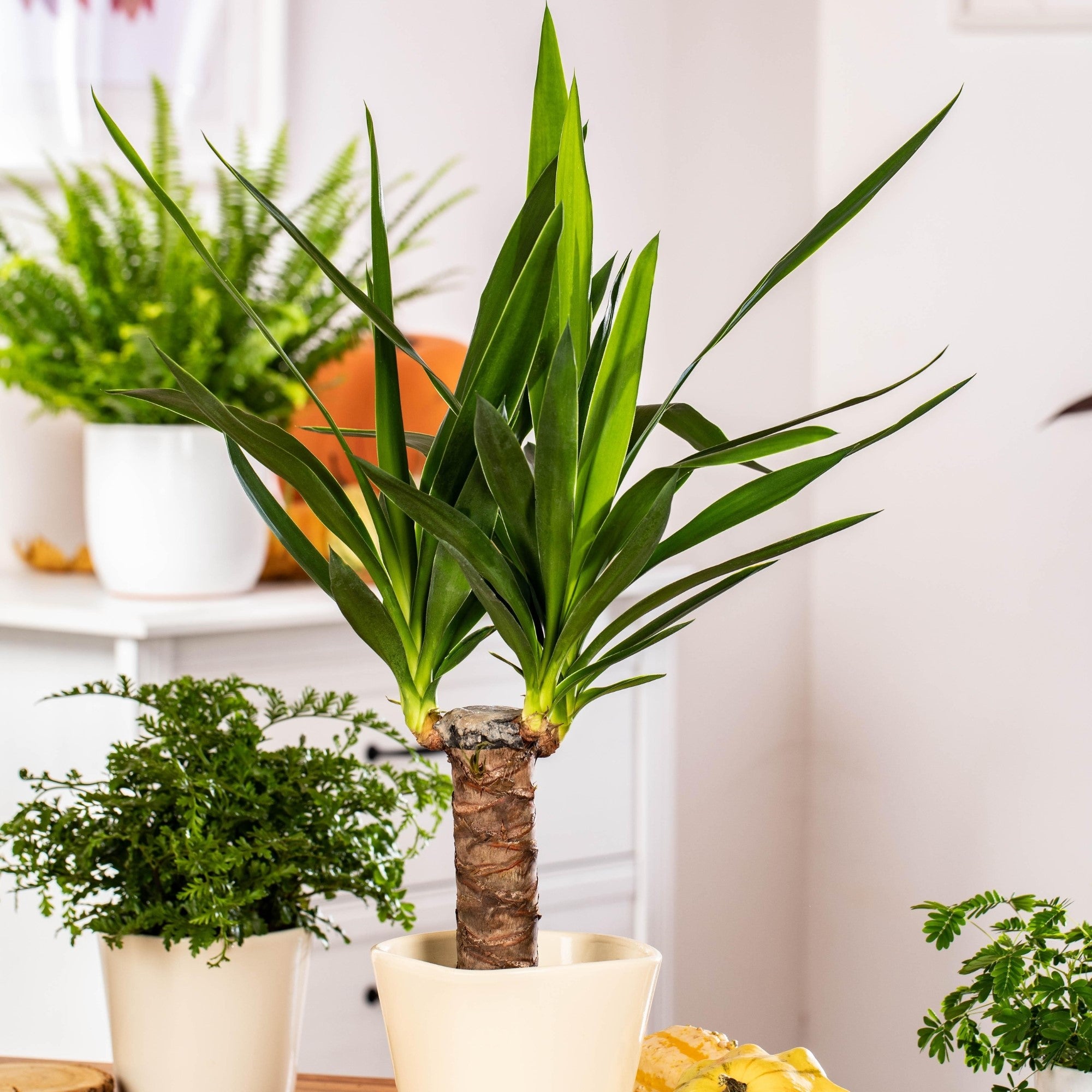 Yucca-Palme