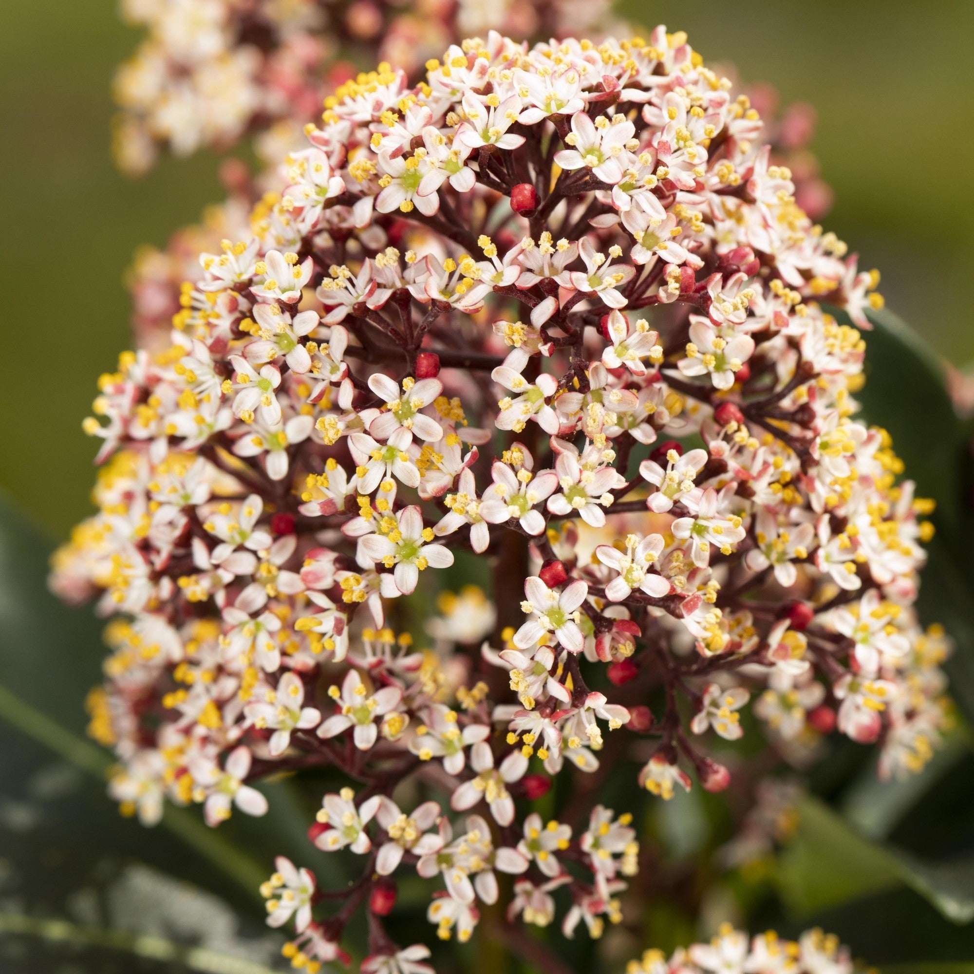 Japanische Blütenskimmie 'Rubella'