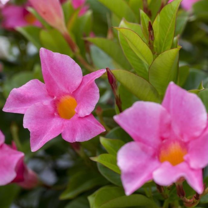 Dipladenia 'Sundaville®' Busch