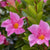 Dipladenia 'Sundaville®' Busch