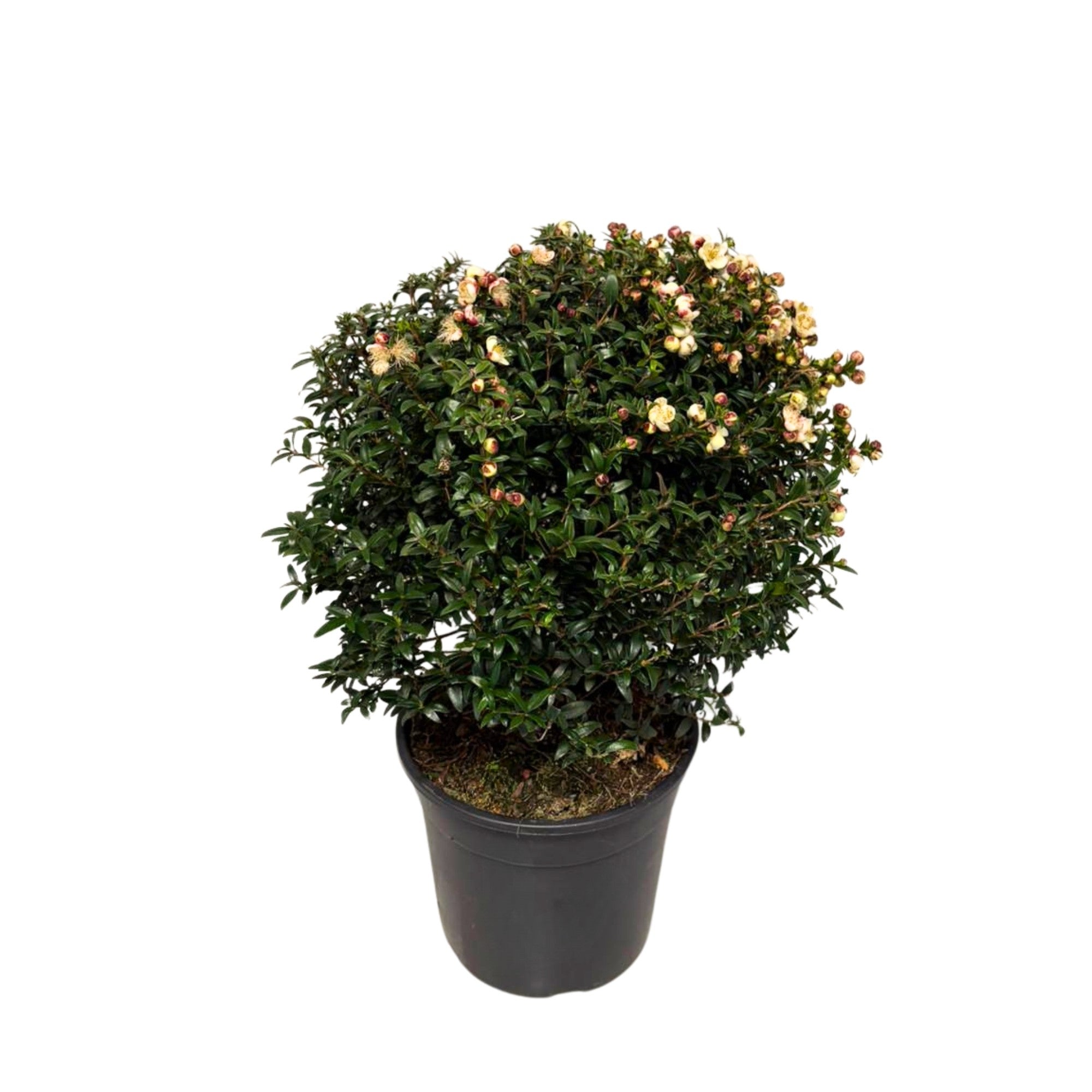 Braut-Myrte 'Microphylla', Busch