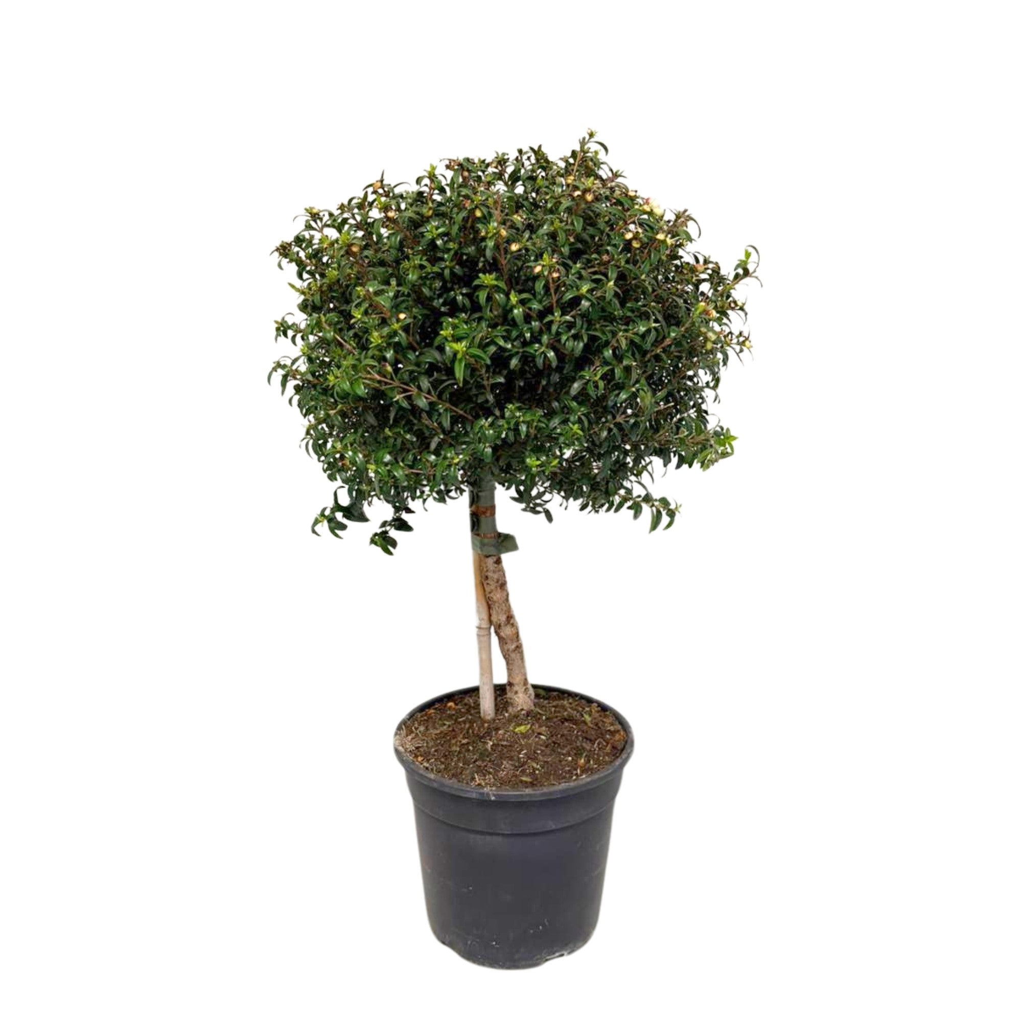 Braut-Myrte 'Microphylla', Stamm