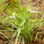 Rutenhirse 'Prairie Sky'